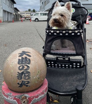 大曲
