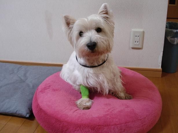 大変でした 白犬まみれ生活