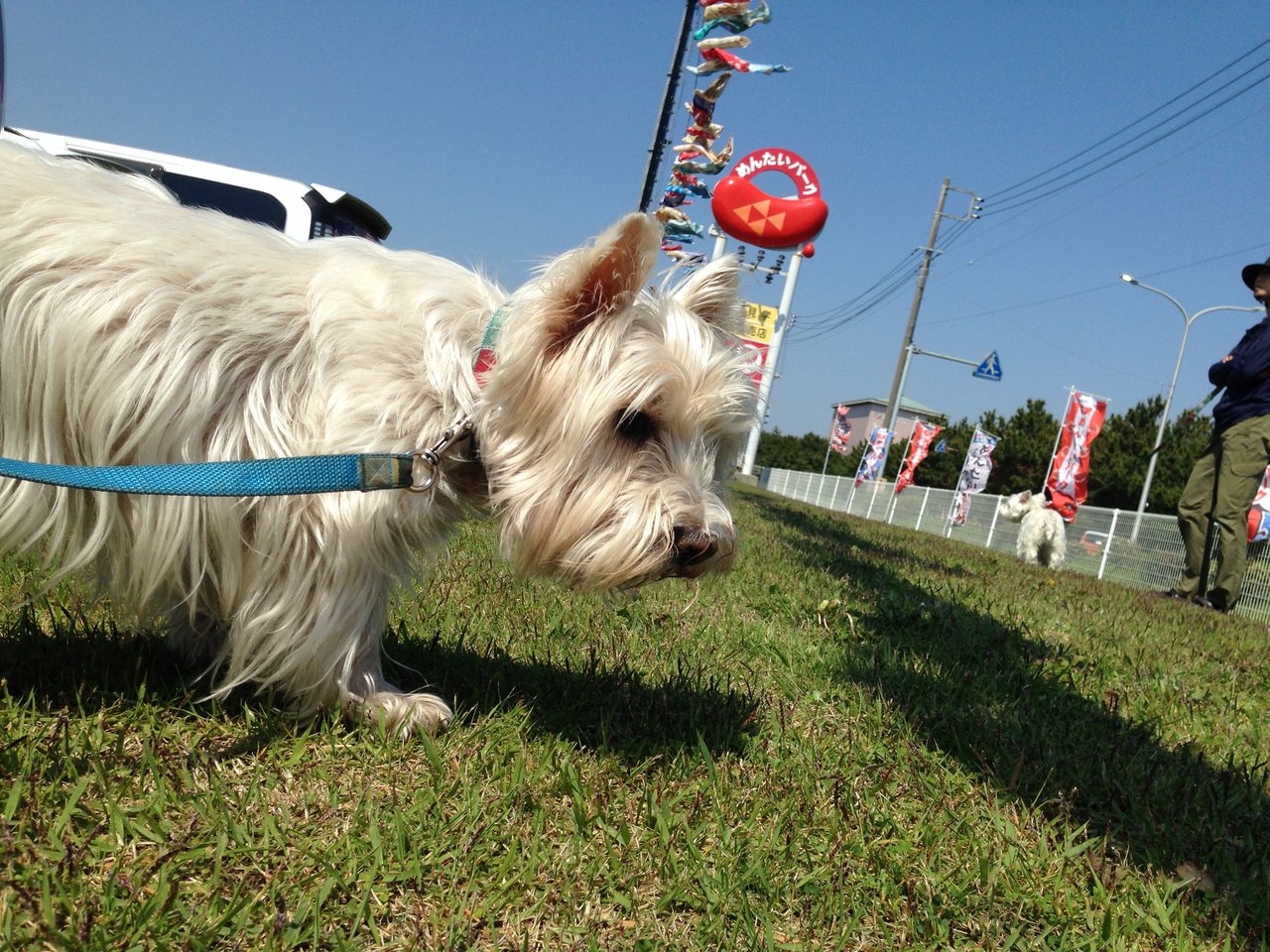 車中泊の旅 茨城編 3 潮来のアヤメはまだだった 白犬まみれ生活 車中泊の旅 茨城編 3 潮来のアヤメはまだだった 白犬まみれ生活