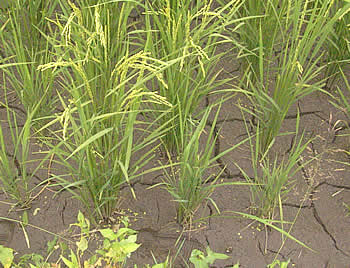 �����Ƥ���