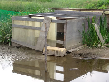 アイガモ小屋
