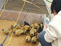 ��������ΤҤʤ���