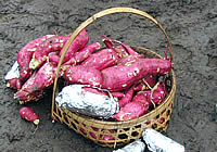 焼き芋用さつまいも
