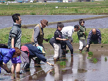 田植え