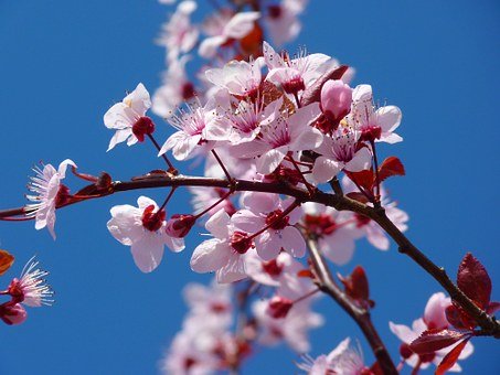 almond-blossom-5378__340