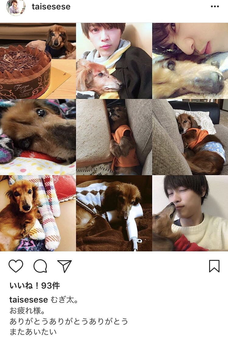 乃木坂46 西野七瀬の愛犬 むぎ太 が亡くなった 兄のインスタにそれらしき内容が 乃木坂46まとめでぃあ 乃木坂46 西野七瀬の愛犬 むぎ太 が亡くなった 兄のインスタにそれらしき内容が 乃木坂46まとめでぃあ