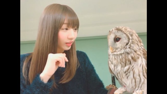 フクロウをなでる能條愛未が可愛い 乃木坂46まとめ 乃木坂メモリーズ フクロウをなでる能條愛未が可愛い 乃木坂46まとめ 乃木坂メモリーズ