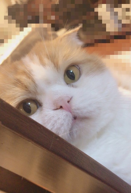 欅坂46 10月6日 トム ということで 菅井友香が愛猫トムの可愛い写真をブログに掲載する 欅って 何 欅坂46まとめ 欅坂46 10月6日 トム ということで 菅井友香が愛猫トムの可愛い写真をブログに掲載する 欅って 何 欅坂46まとめ