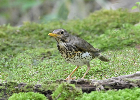 クロツグミ♀1880