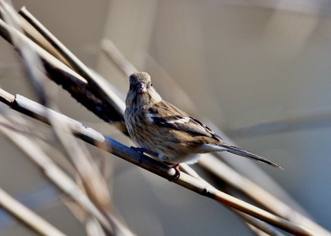 ベニマシコ♀9338