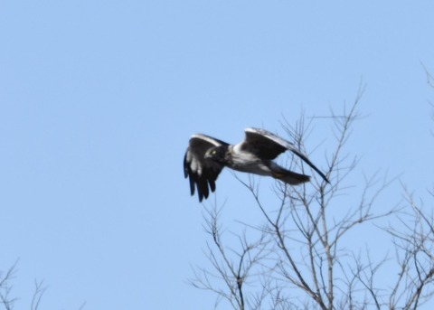 チュウヒ大陸型0088