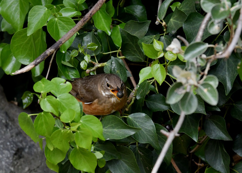 マミチャジナイ4397