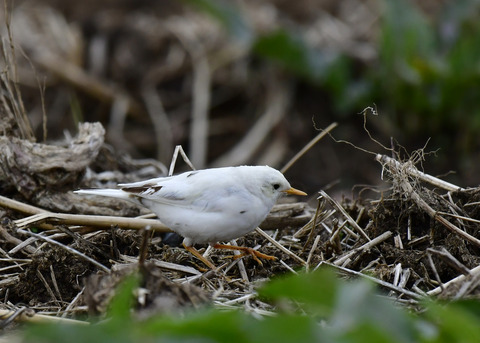 タヒバリ(白化)6732