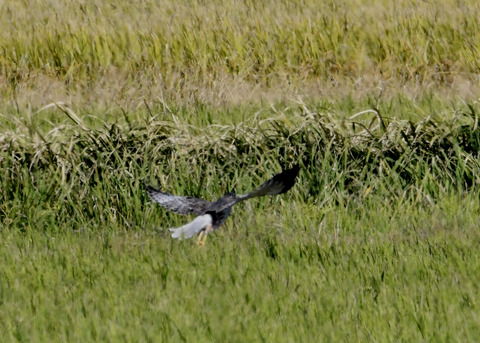 大陸型チュウヒ♂5925