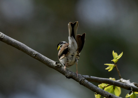 キマユホオジロ♂0801