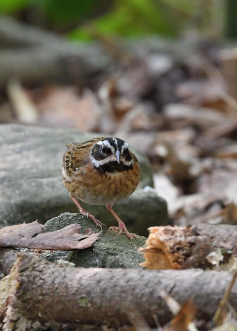 シロハラホオジロ♂0892