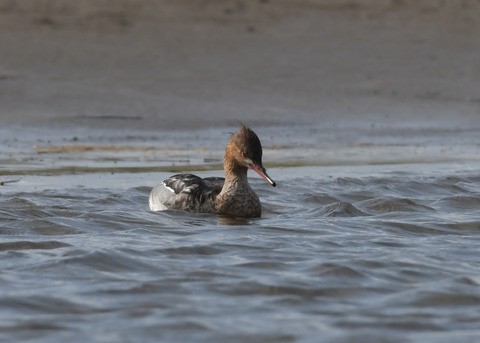ウミアイサ♀2860