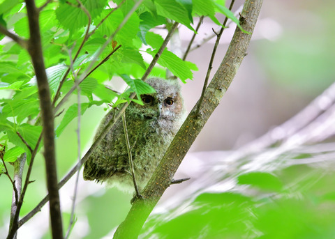 オオコノハズクのヒナ③4232