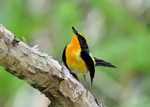 キビタキ成鳥♂6092