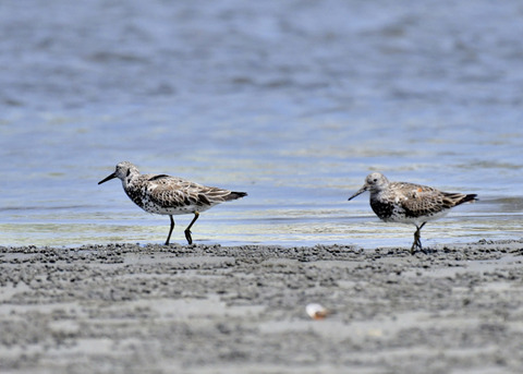 オバシギ夏羽7590