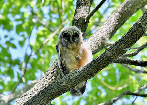 トラフズクのヒナ6110