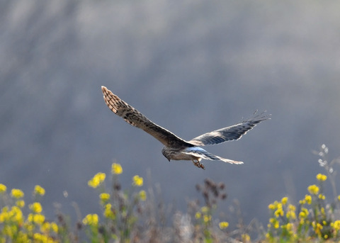 ハイイロチュウヒ♀4043