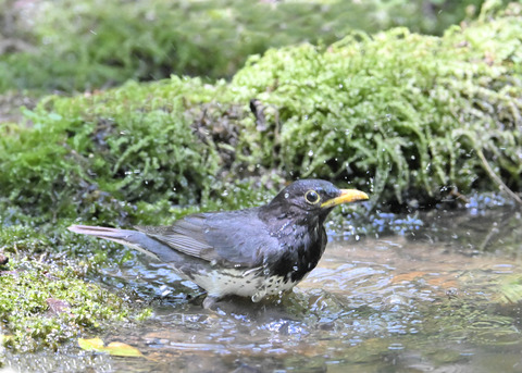 クロツグミ♂4993