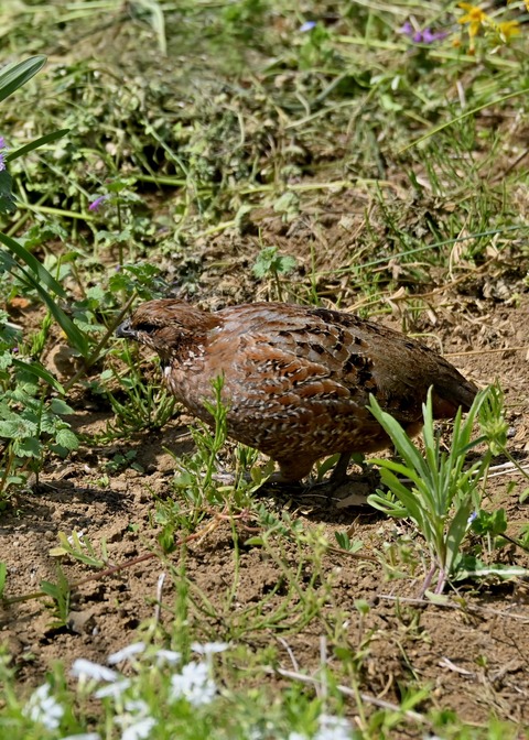 コリンウズラ♀2154
