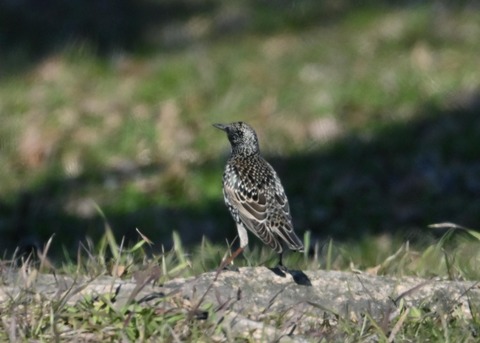 ホシムクドリ5738