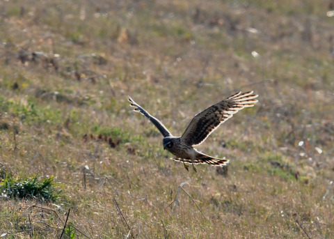 ハイイロチュウヒ♀4025