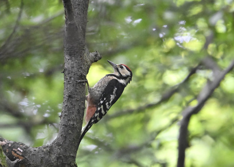 アカゲラ幼鳥8991