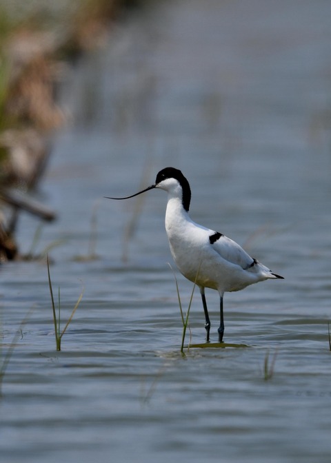 ソリハシセイタカシギ8699