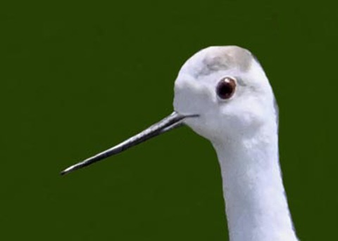 セイタカシギ8000