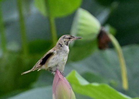 オオヨシキリ1622