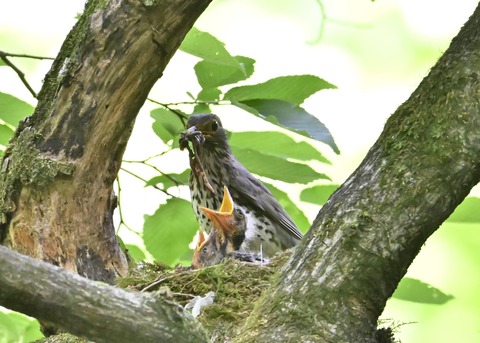 クロツグミの♀とヒナ3593