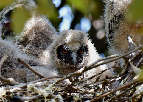トラフズクのヒナ④5857