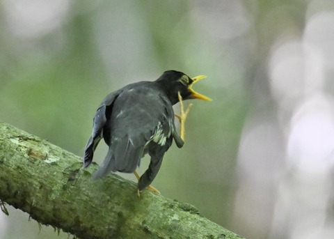 クロツグミ♂5716