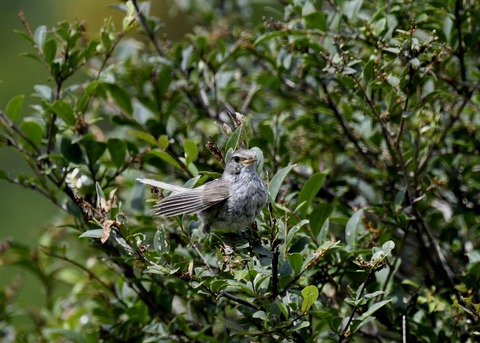 ウグイス幼鳥2473