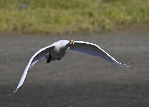 オオハクチョウ4048