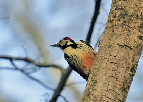 オオアカゲラ♂5528