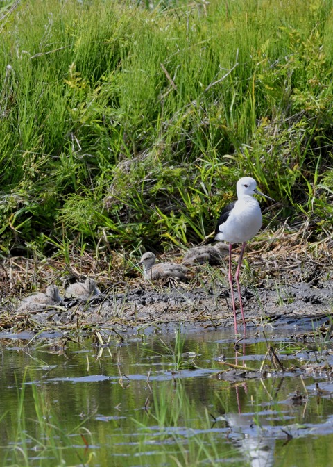 セイタカシギのヒナ①②③④5528