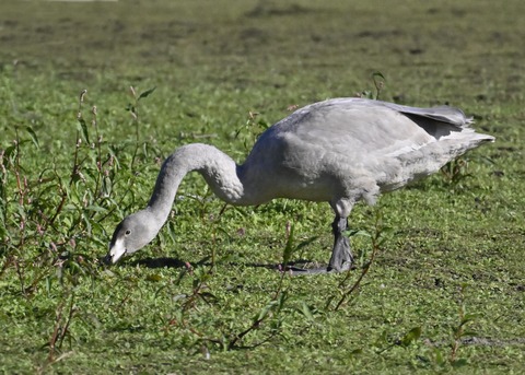 オオハクチョウ幼鳥2705