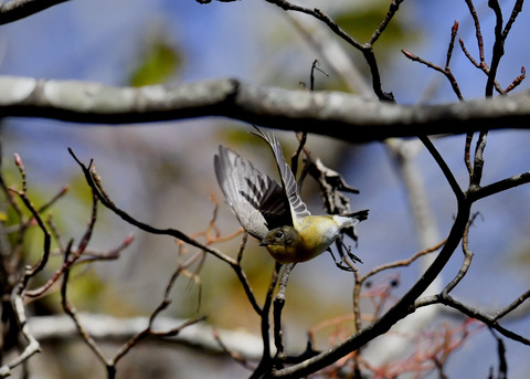 飛ぶ・ムギマキ♀5218