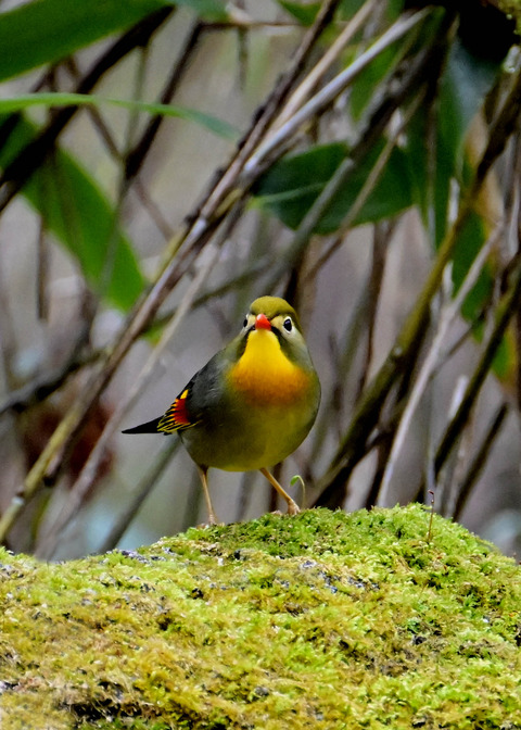 ソウシチョウ6654