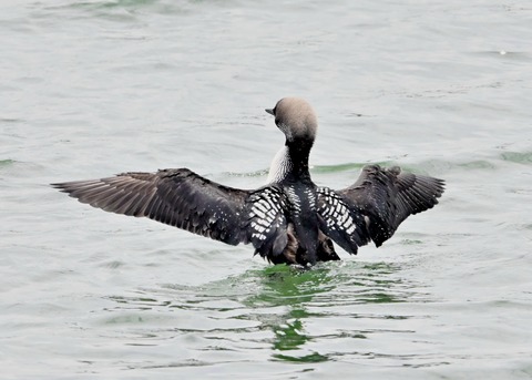 シロエリオオハム2603