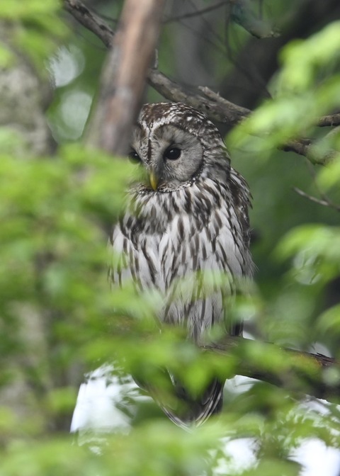 フクロウ♀3188