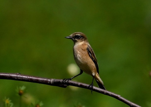 ノビタキ♀6340