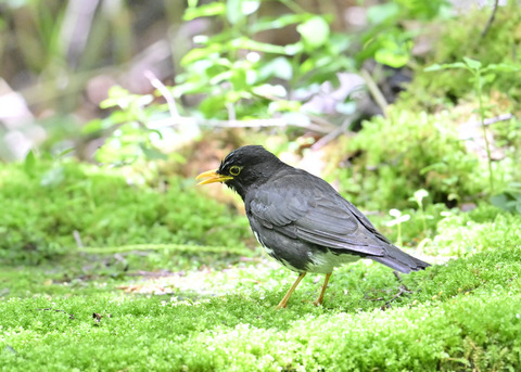 クロツグミ♂0137