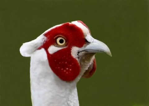 キジ♂白化0006(1169)