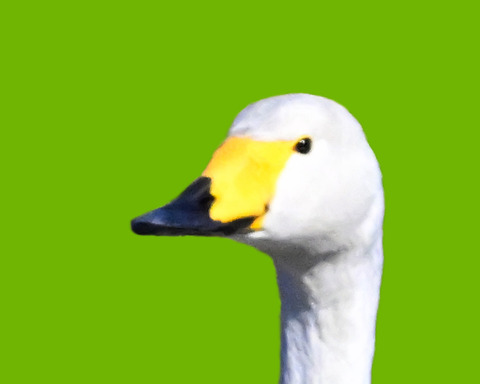 コハクチョウ3000